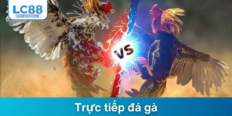 truc-tiep-da-ga